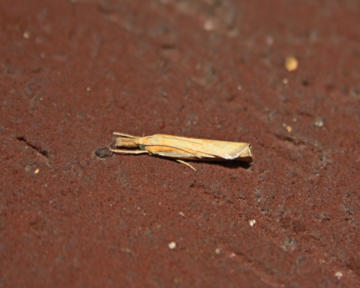 CRAMBIDE : Agriphila tristella?